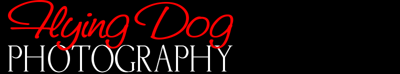 Flying Dog Photography